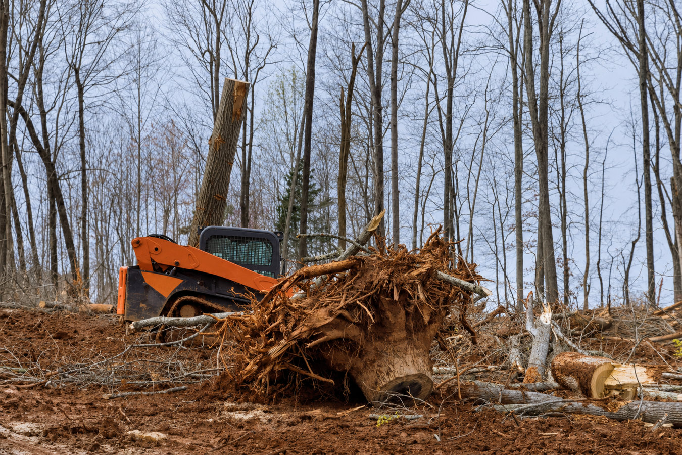 Land clearing in Los Altos, CA
