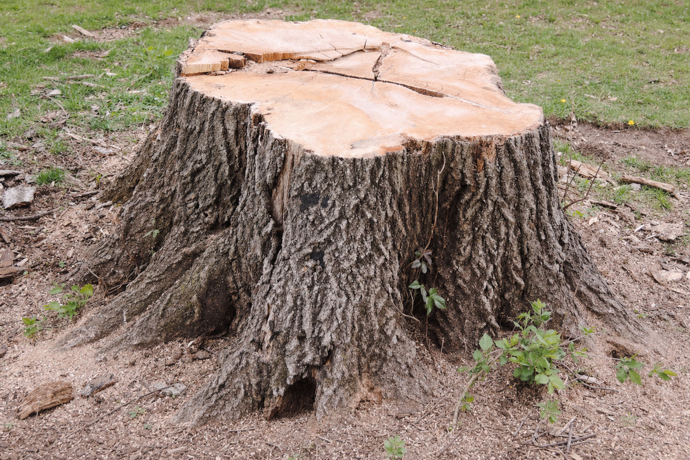 Stump removal in Los Altos, CA