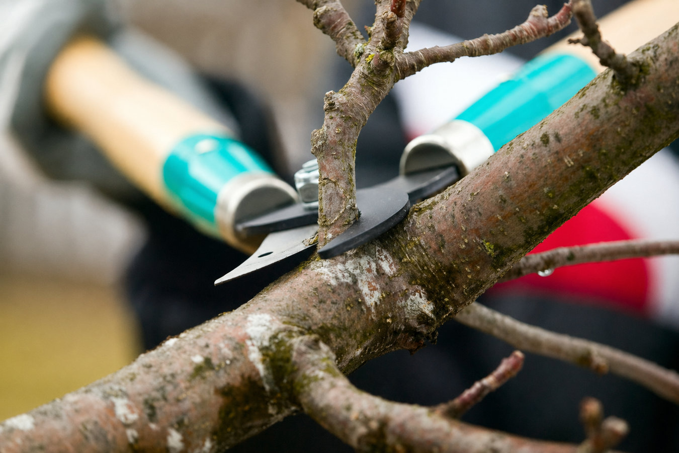 Tree pruning in Los Altos, CA