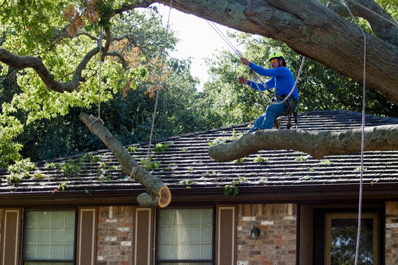 Tree removal in Los Altos, CA