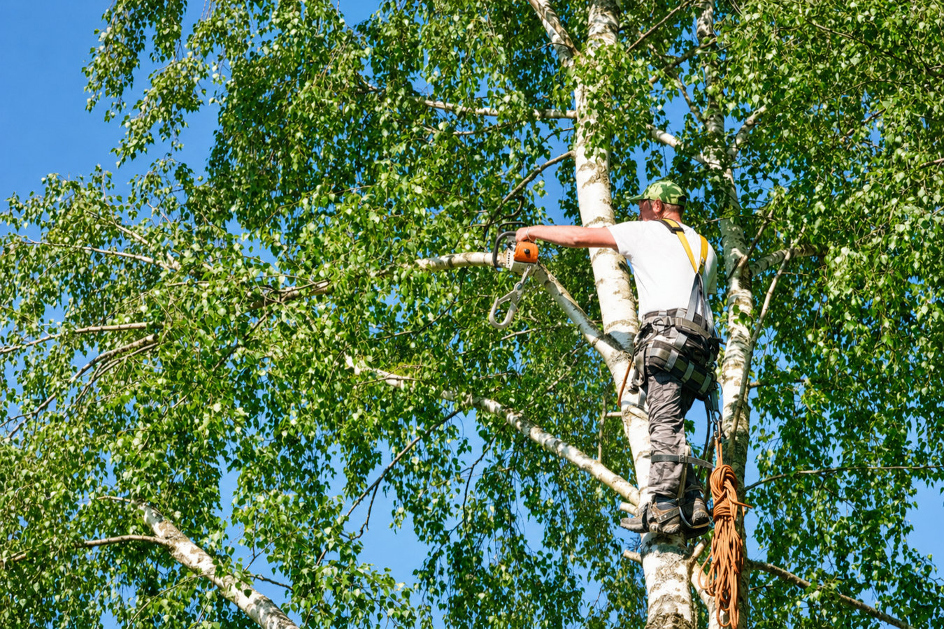 Tree trimming in Los Altos, CA